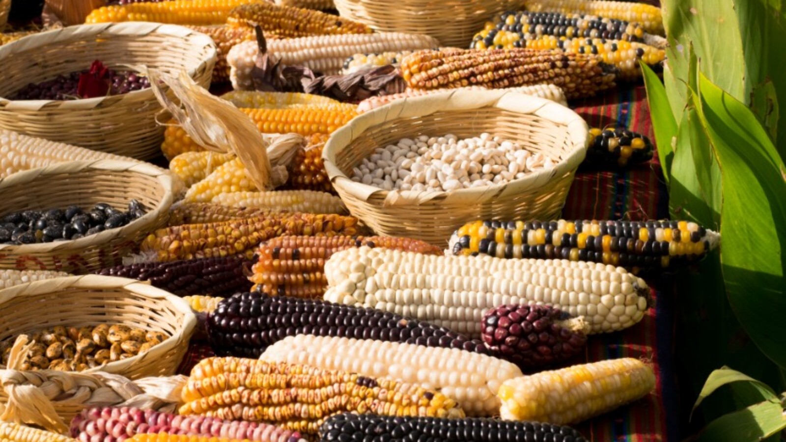 Derecho de Semillas y Propiedad Intelectual en el Agro